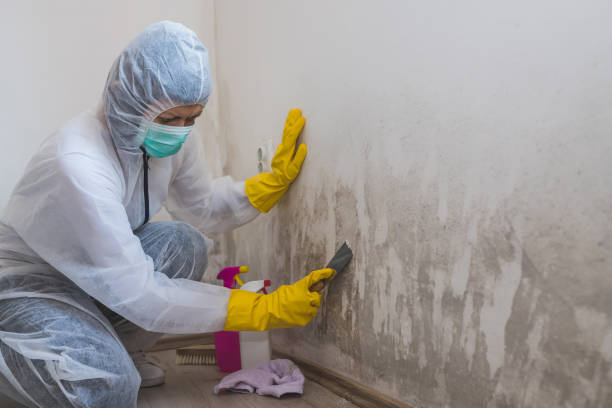 Why You Should Choose Our Mold Remediation Services in Morris, IL